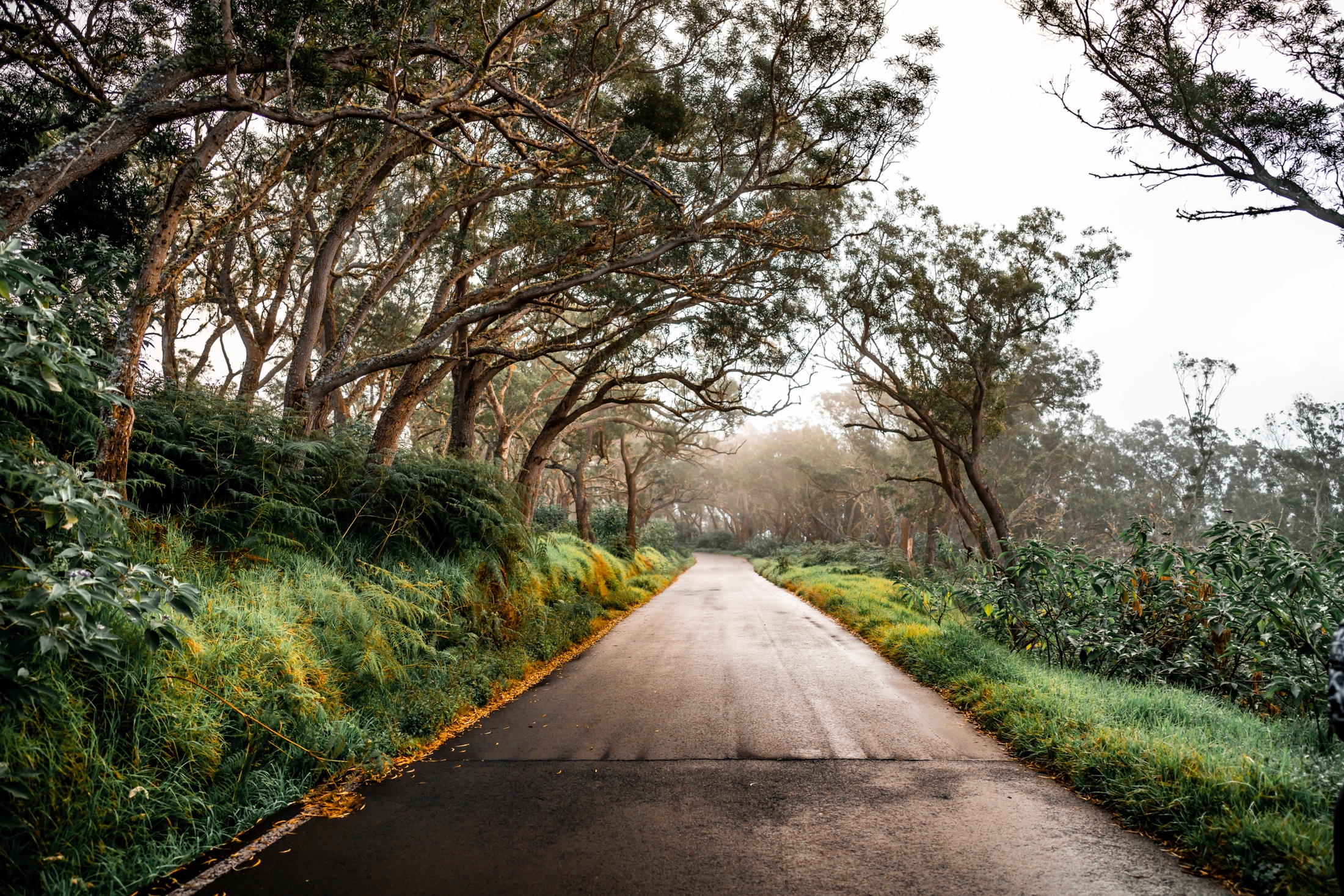 A narrow paved road running through dense green forest on Réunion Island