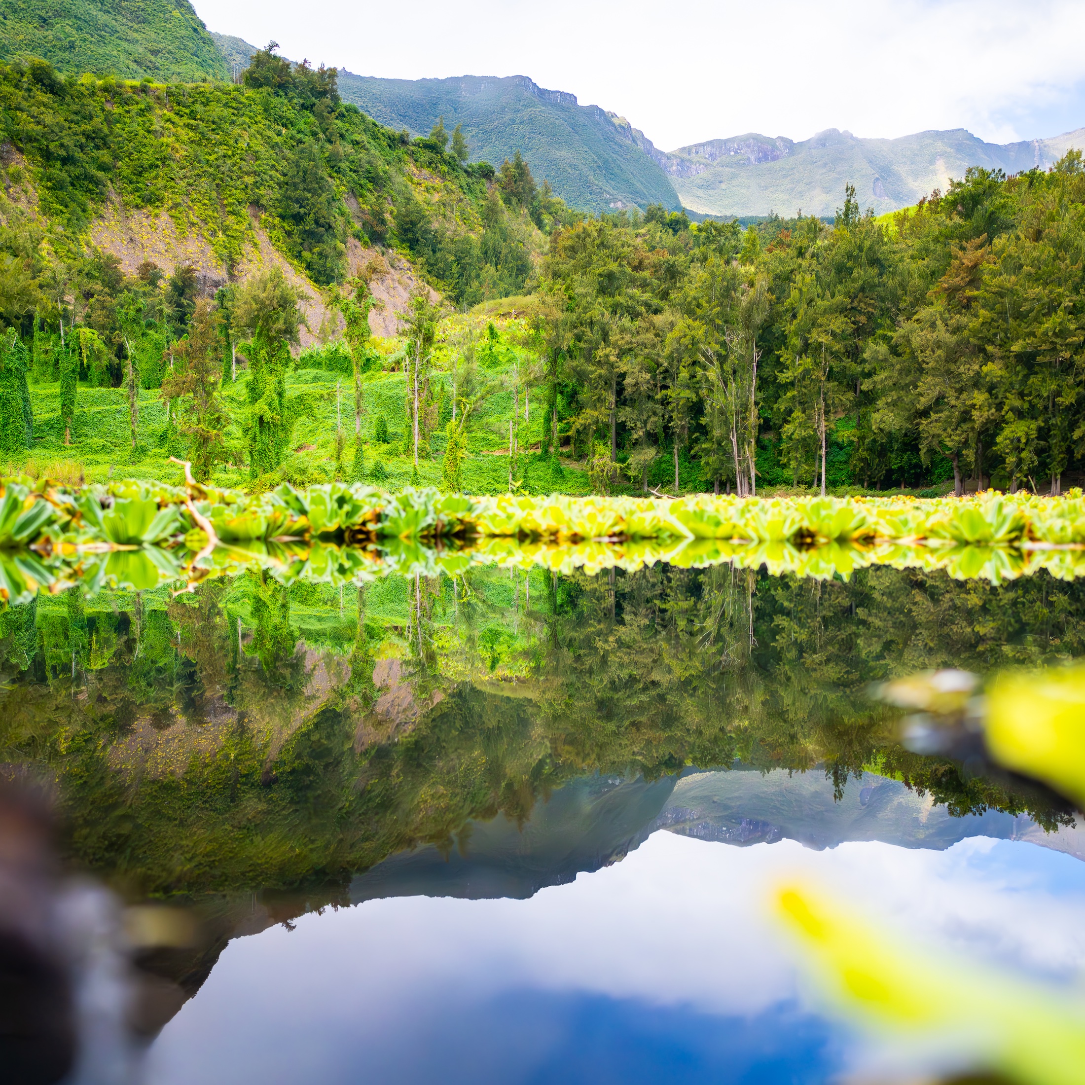 Lush green mountain scenery reflected in a calm pond covered with floating plants on Réunion Island