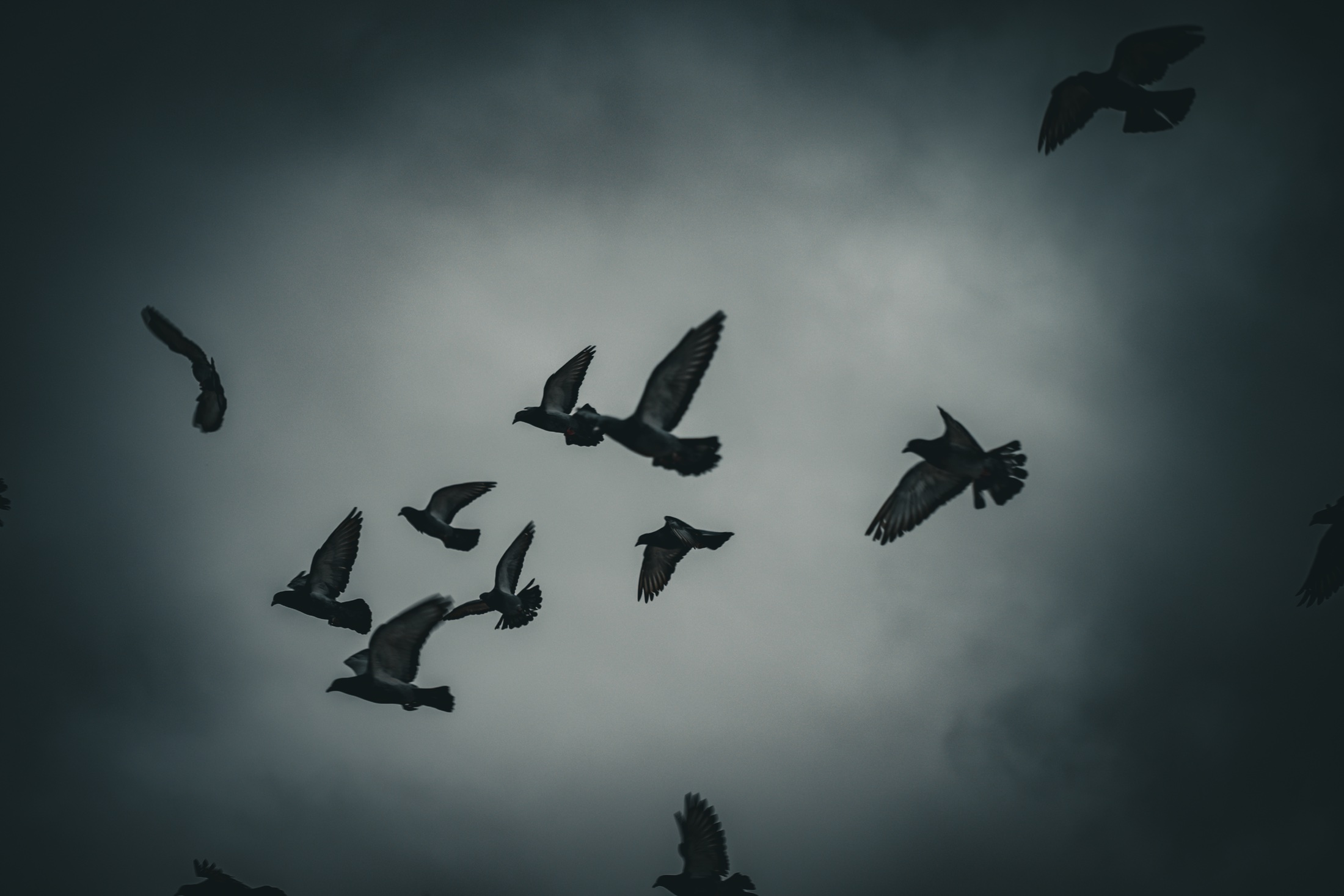 A smaller group of doves flying through an open patch of grey sky