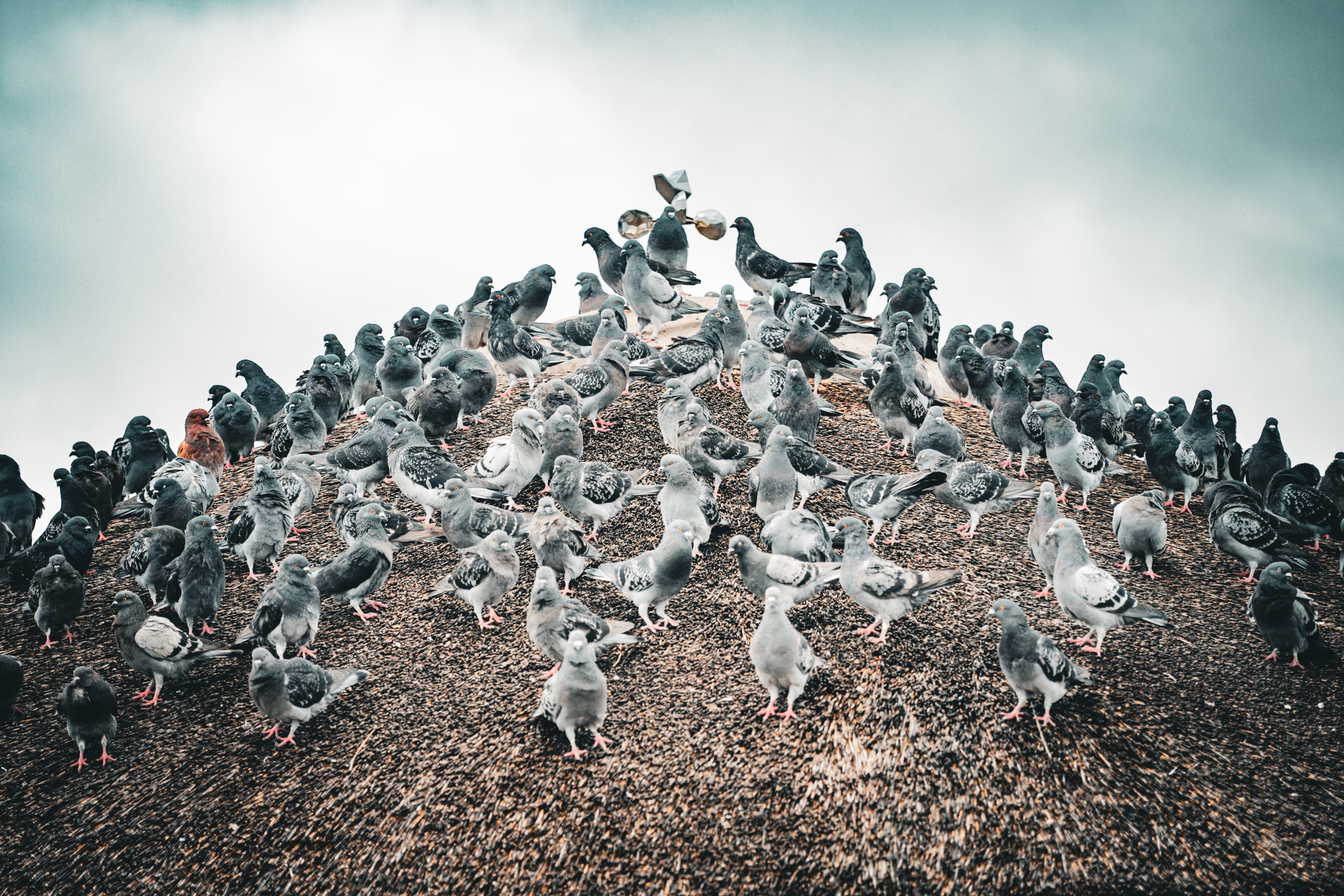 A dense group of grey doves gathered together on a rounded mound beneath a pale overcast sky