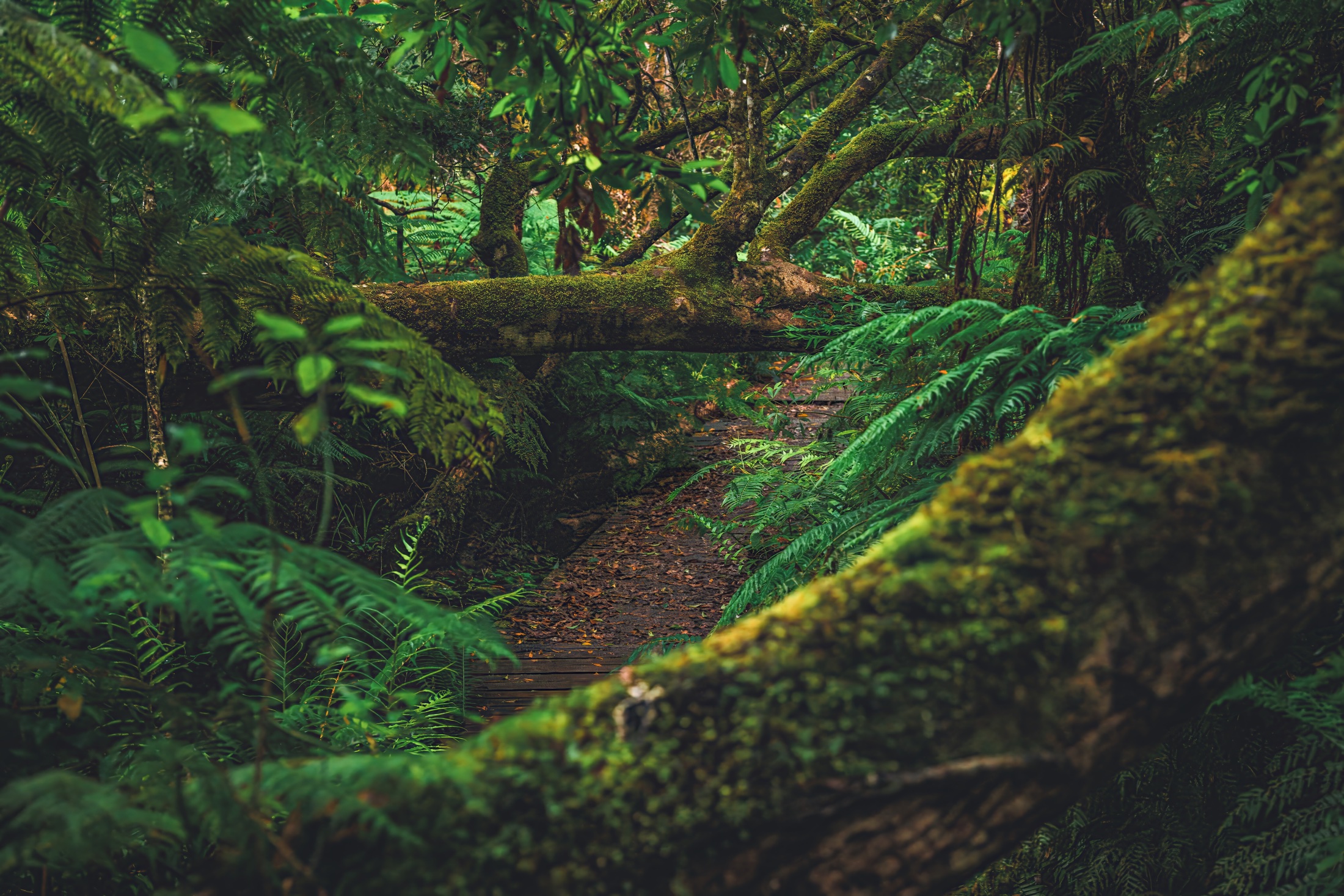 A forest trail partly blocked by moss-covered fallen trees and surrounded by ferns