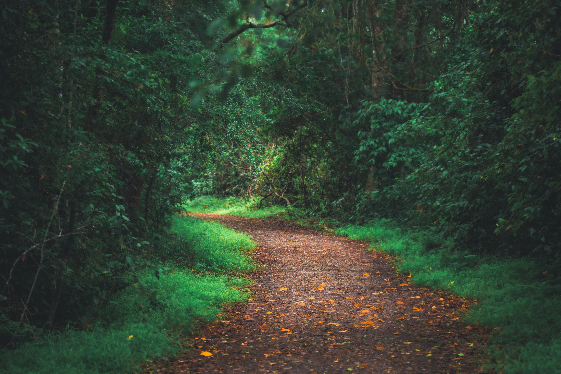 A broad leaf-covered path curving through dense green indigenous forest at Circles in the Forest near Knysna