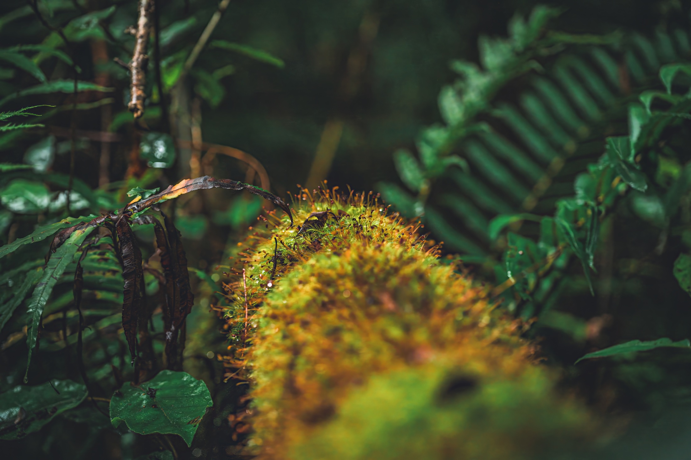 Golden-green moss and tiny forest plants in close-up among ferns and damp woodland vegetation