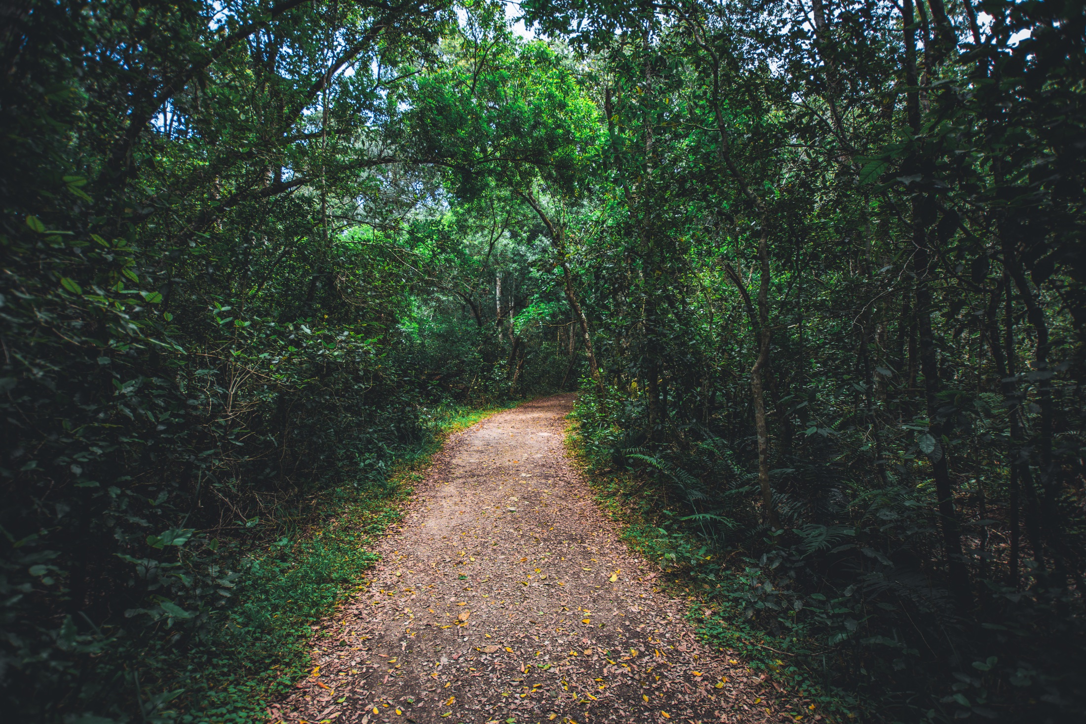 A wide gravel forest trail disappearing around a bend beneath a canopy of indigenous trees