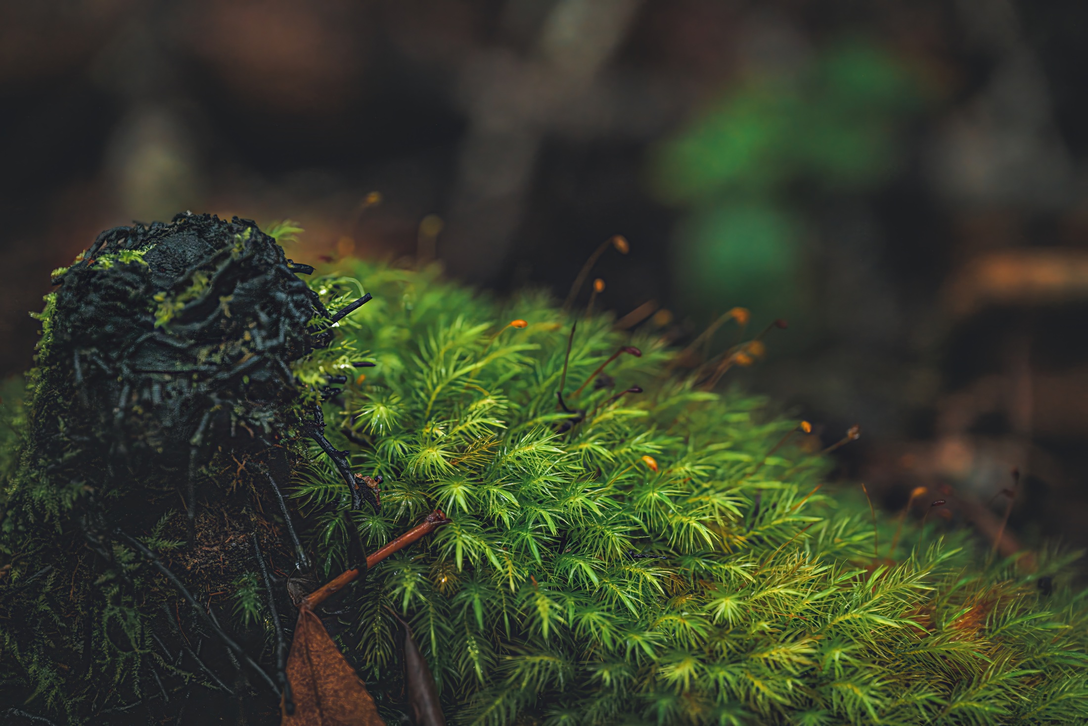 Bright green moss growing from a dark decaying stump on the forest floor