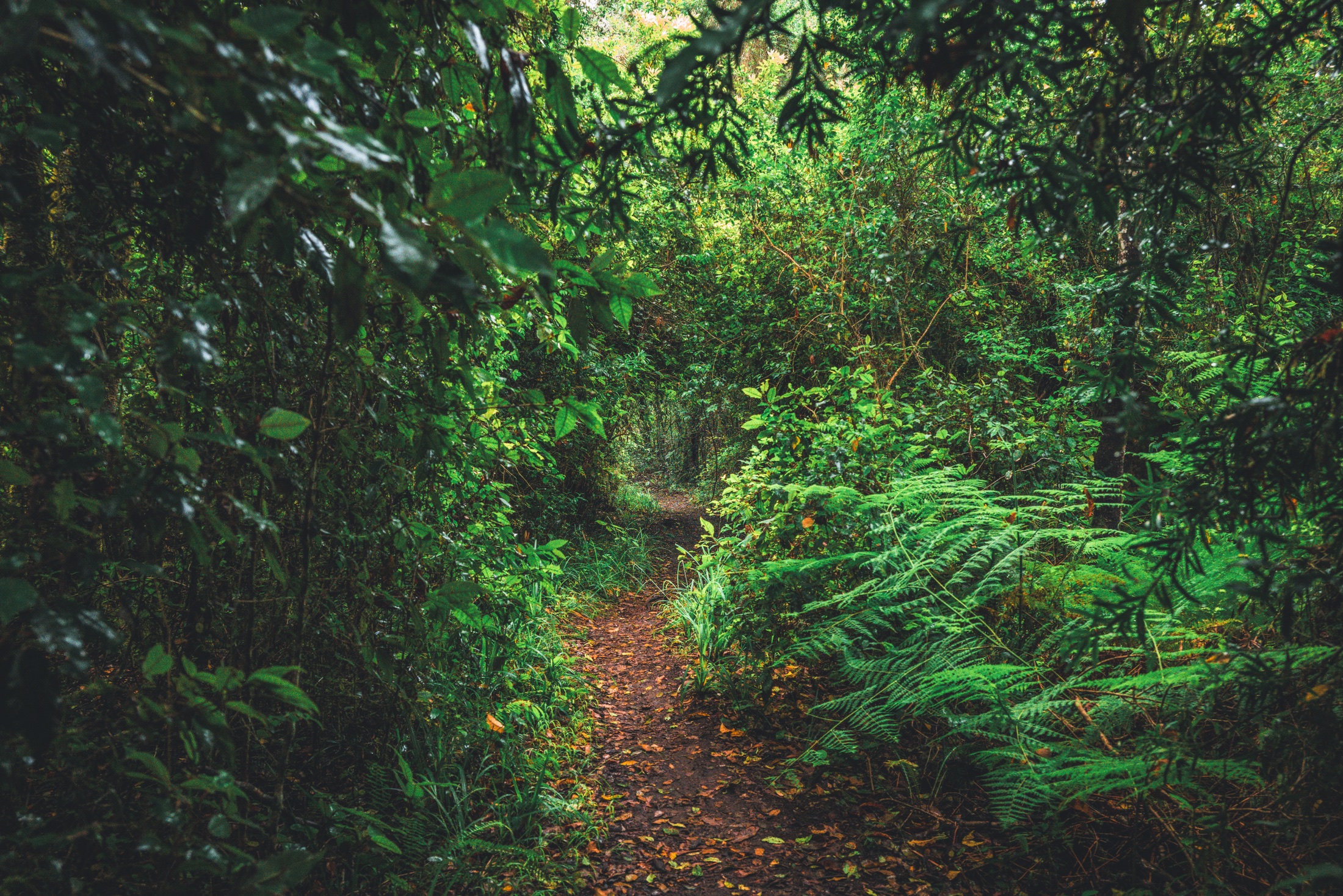 A narrow muddy footpath enclosed by ferns and thick indigenous forest vegetation