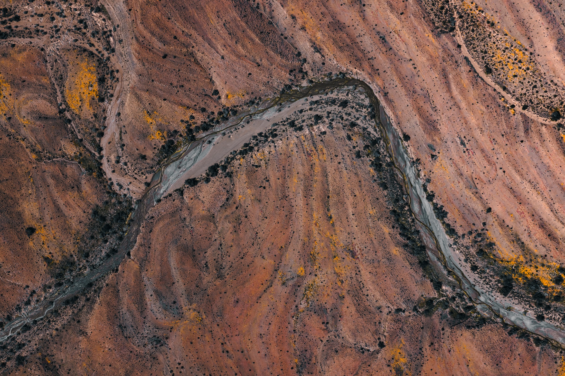 An overhead view of a winding riverbed bordered by scrub and bands of yellow flowers in reddish earth