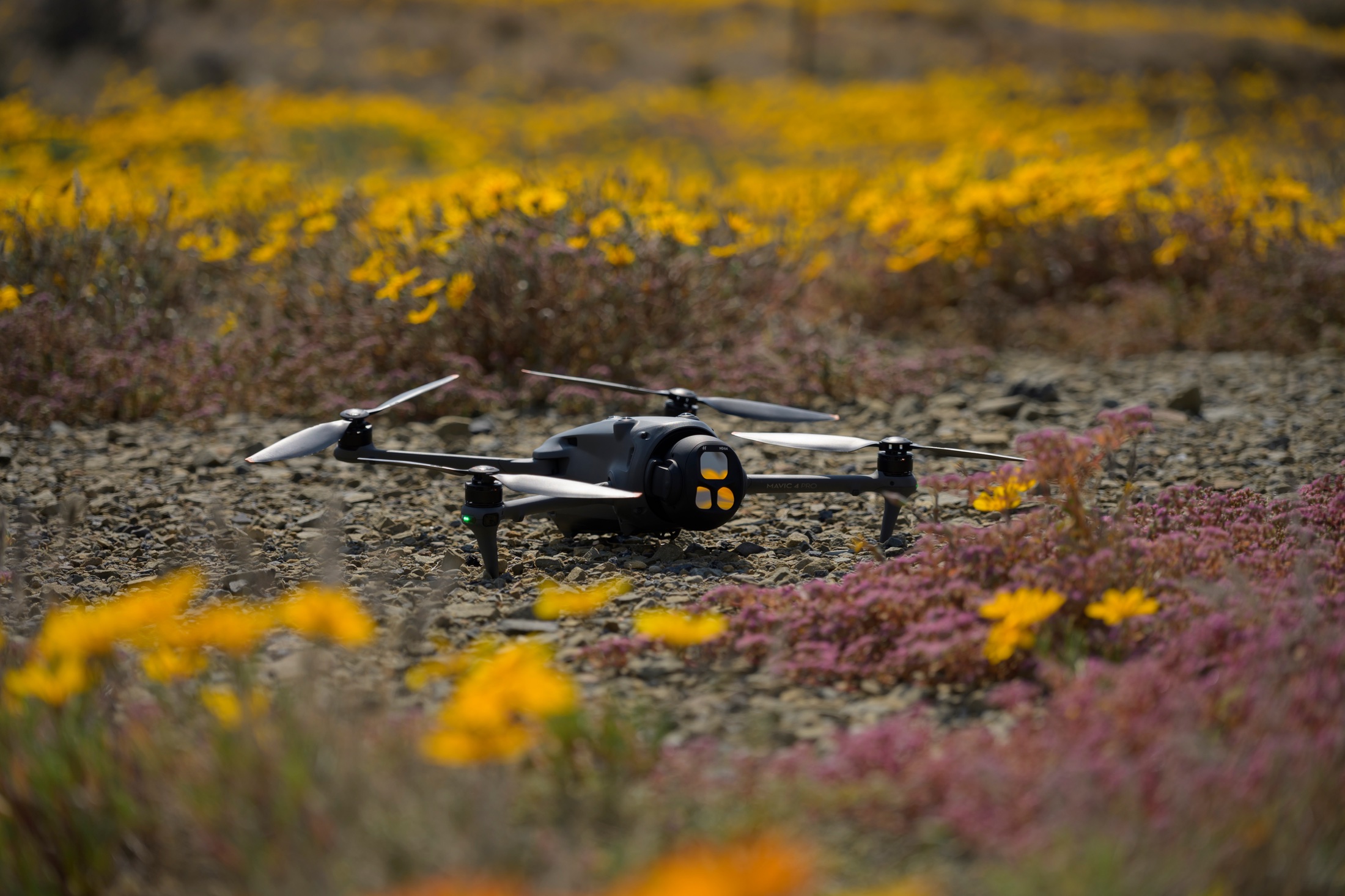 A camera drone resting on stony ground among yellow and pink wildflowers