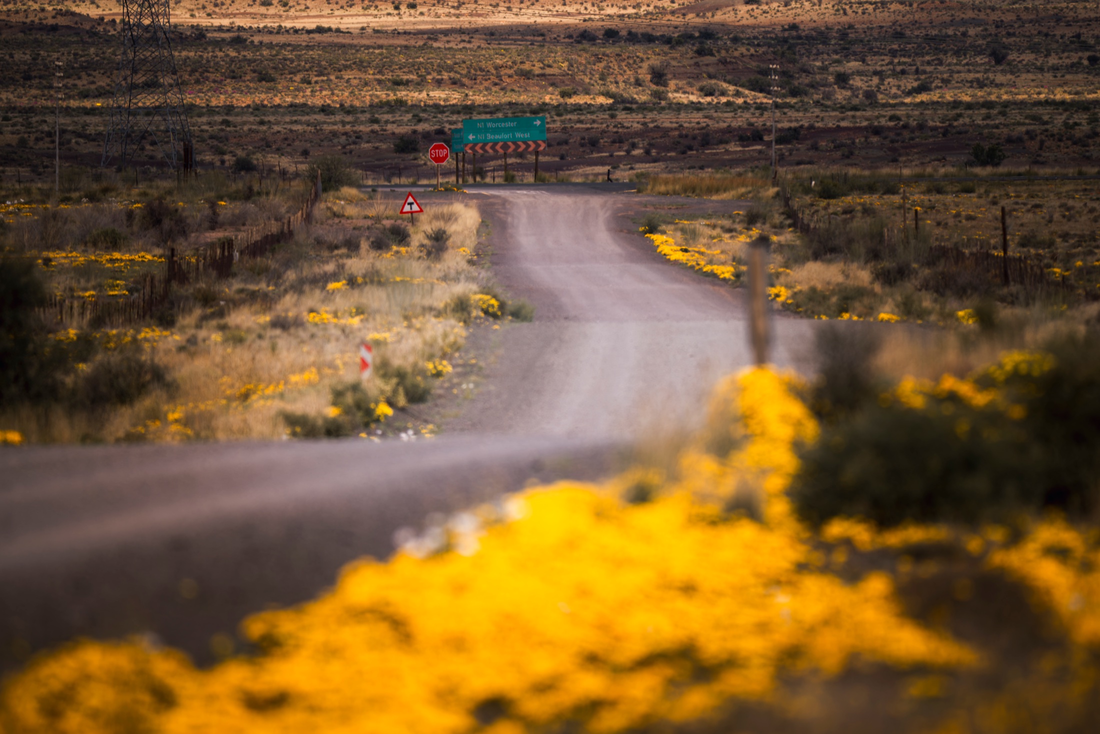 A flower-lined road approaching a junction, with yellow blooms in the foreground