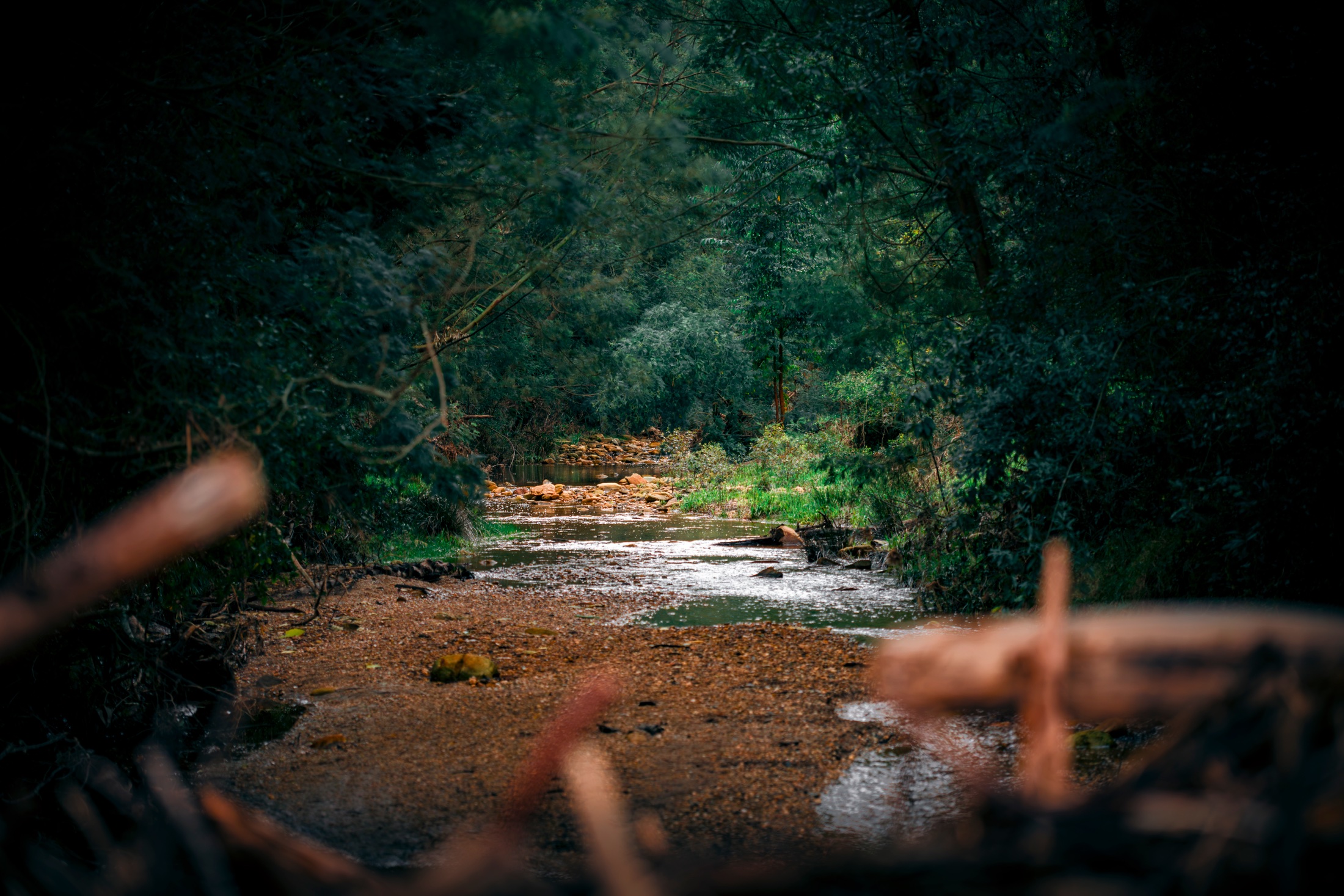 A forest river viewed through dark branches with shallow water flowing over stones