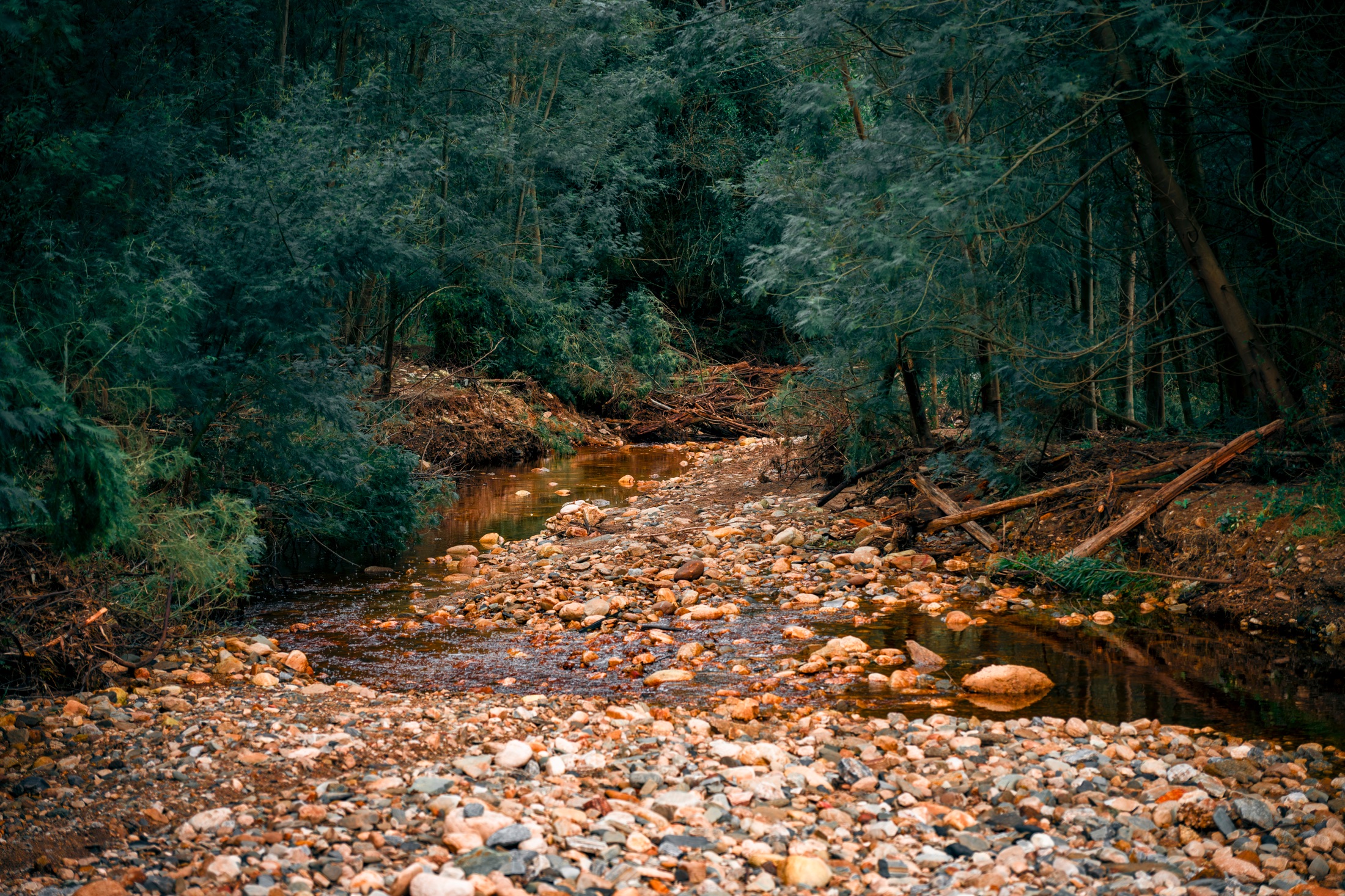 A shallow rocky river winding through dense green forest near Friemersheim