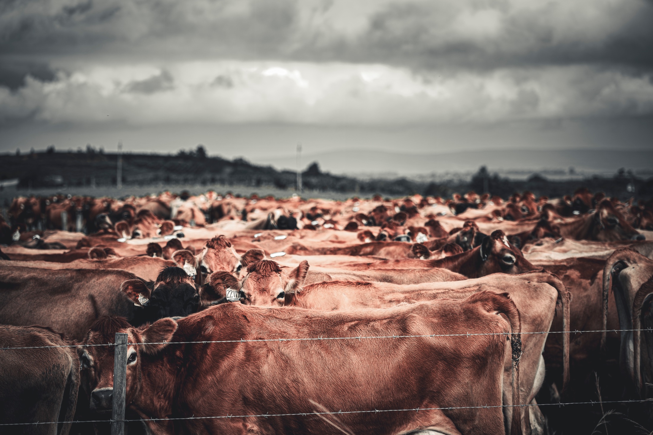 A large herd of brown cattle gathered behind a wire fence under a dramatic cloudy sky