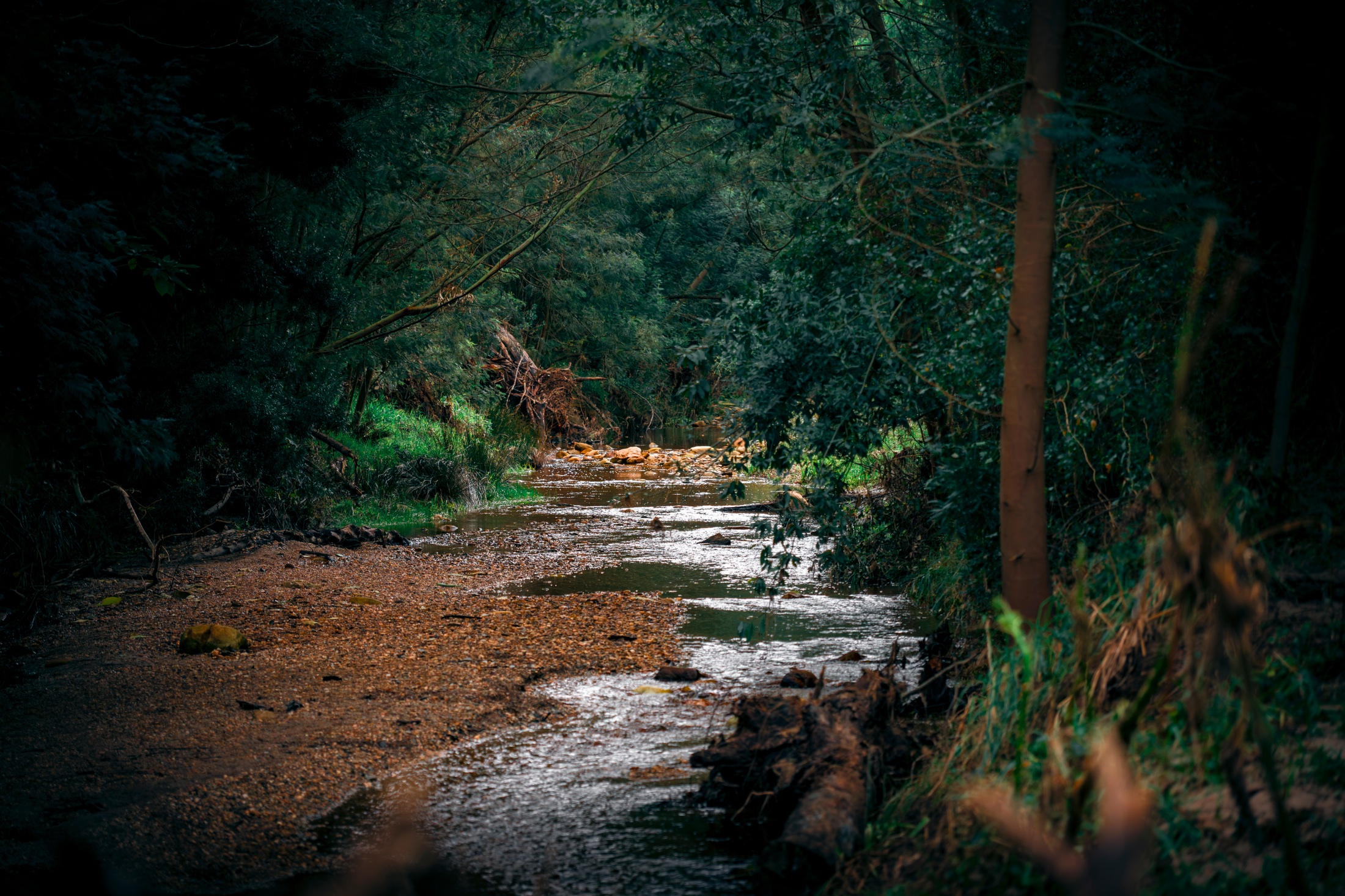 A narrow shallow river curving through dense green woodland near Friemersheim